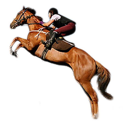 horse-tack-image